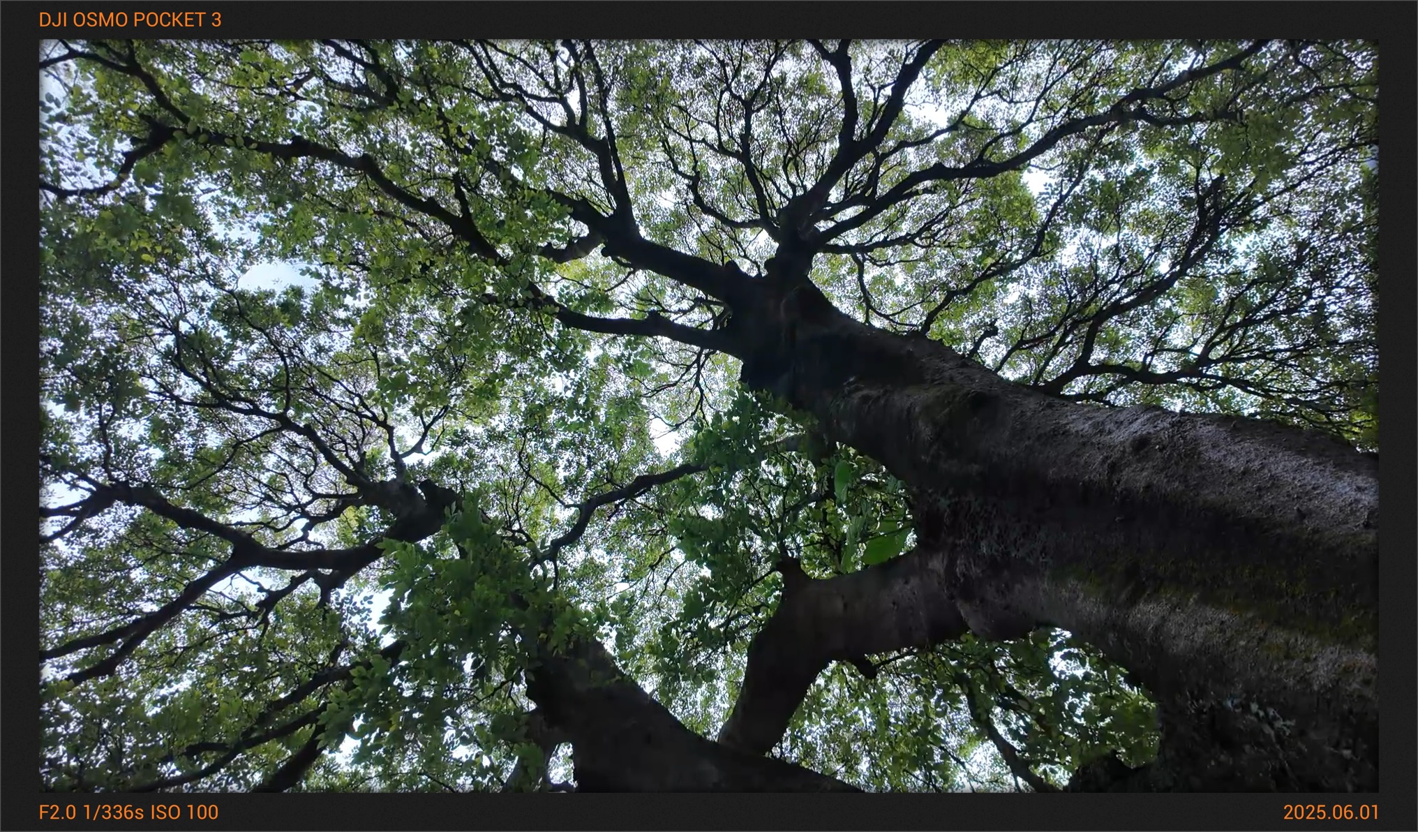 tree.jpg